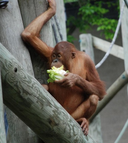 Monkey at Como Zoo.