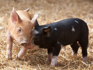 piglets at Gale Woods Farm