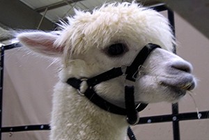 National Alpaca Days this weekend