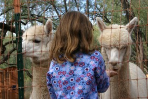 Girl feeding alpacas at National Alpaca Farm Days