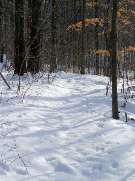  Snowshoeing trail in the woods. 