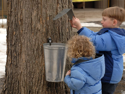 maple syrup bucket on tree.