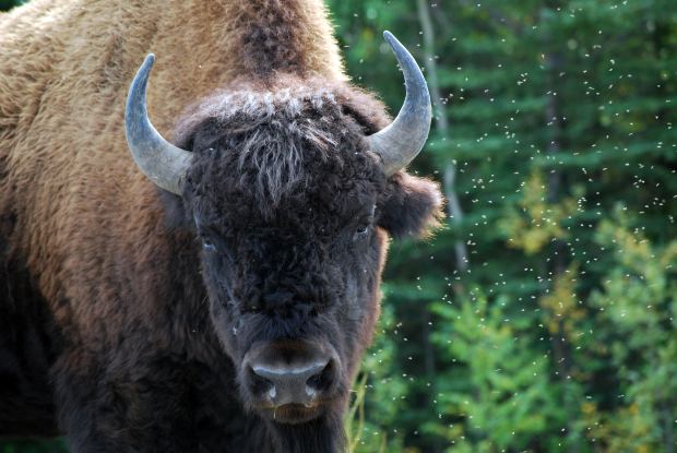 Bison at Blue Mounds State Park