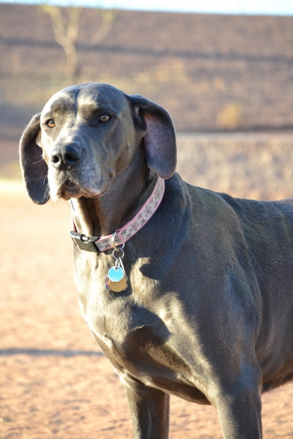 Dog with pink collar.