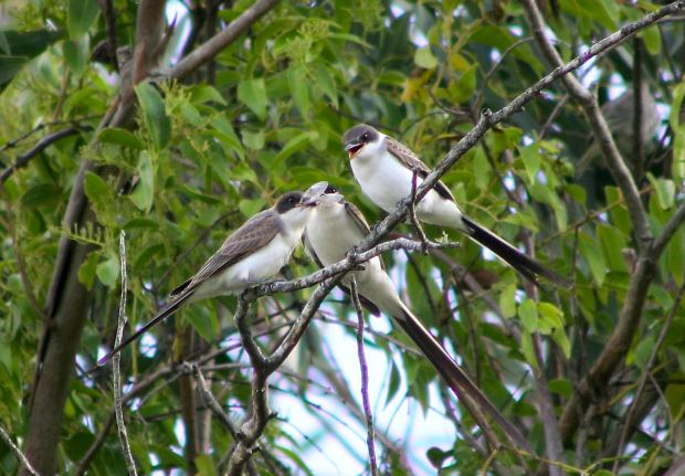 Birds on a branch.