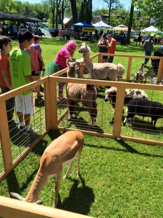 Rhubarb Festival Petting Zoo