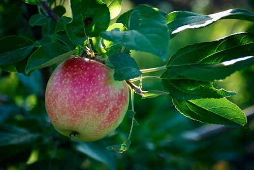 Almelund's 23rd Apple Festival Today - Thrifty Minnesota