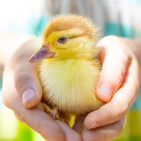 little child holding duck.