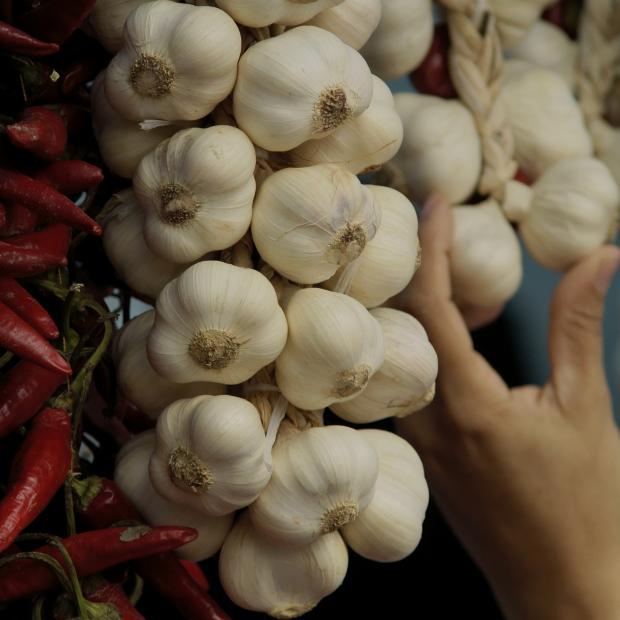 Hanging bunch of garlic bulbs.