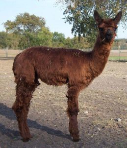 Petting Zoo and Pumpkin Fest (Farmington) - Thrifty Minnesota