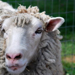 Barnyard Babies event in Edina