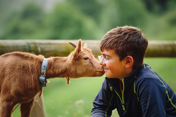 boy getting a kiss from a goat. 