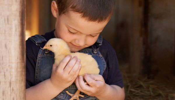 Twin Cities Spring Babies Festival boy holding a chick.