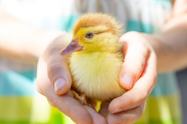 little child holding a chick. 