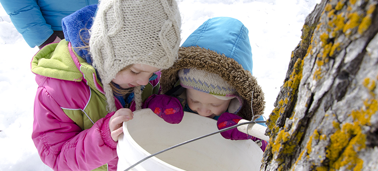 kids looking into maple sap pail.