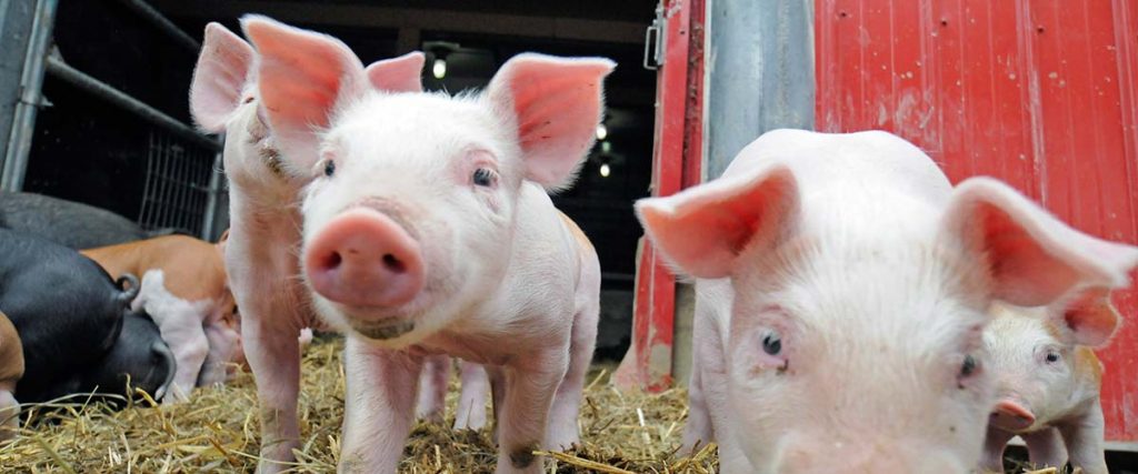 Piglets at Gale Woods Farm