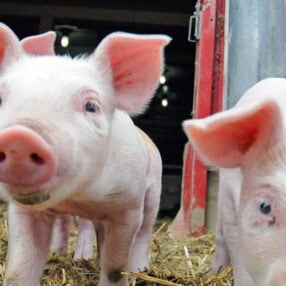 Piglets at Gale Woods Farm.
