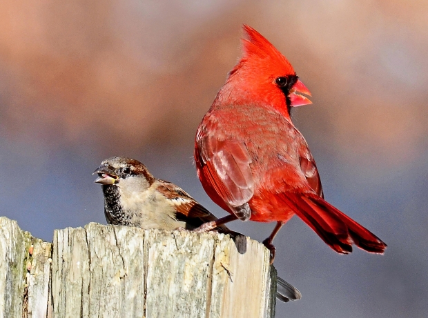 Beautiful red cardinal bird on a branch. 