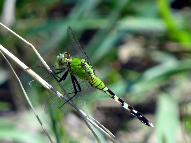 Green Dragonfly