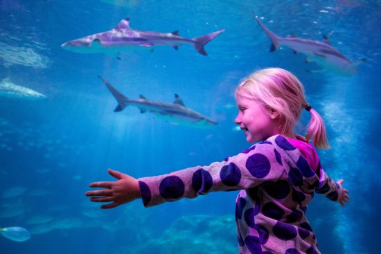 Little girl next to shark tank at Sea Life Mall of America Aquarium