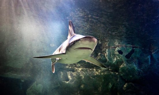 Shark at Sea Life MOA Aquarium