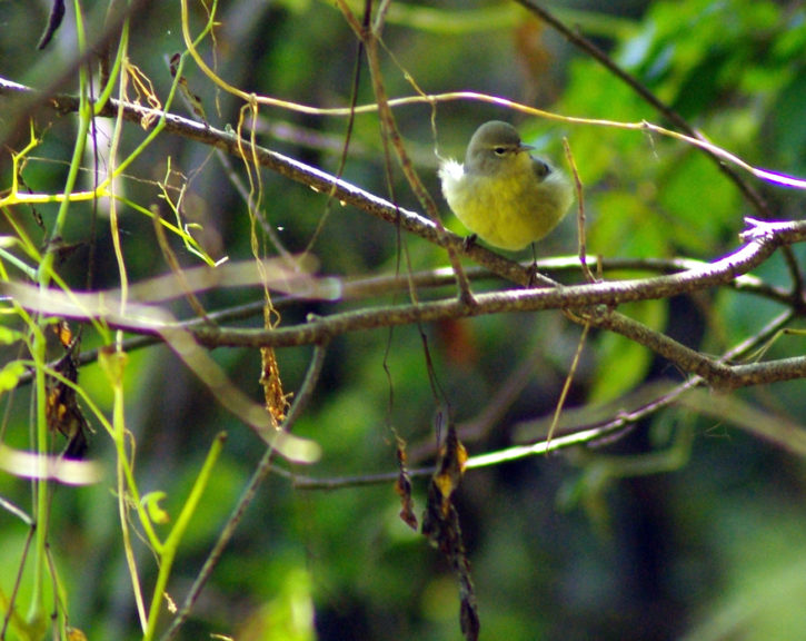 yellow breasted bird in tree