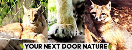 wild animals with text "Your Next Door Nature"