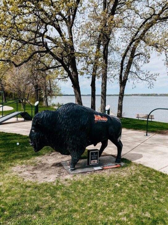 Buffalo on Buffalo Roam Tour Minnesota