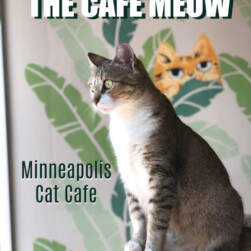 The Cafe Meow Cat Cafe Minneapolis