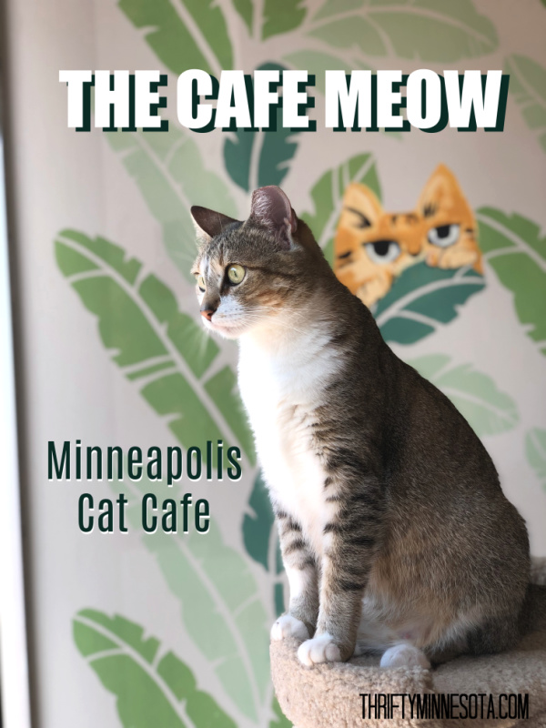 Cat Cafe - Cafe Meow