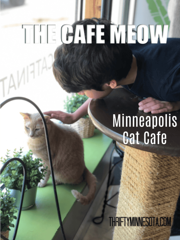 The Cafe Meow Minneapolis' Own Cat Cafe! Thrifty Minnesota