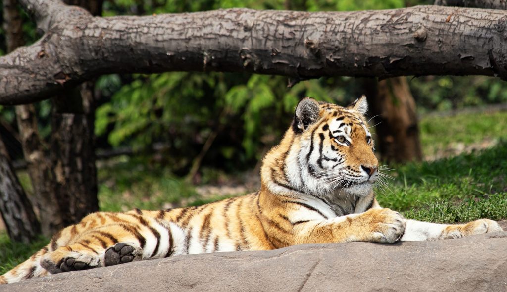 Lake Superior Zoo Tiger