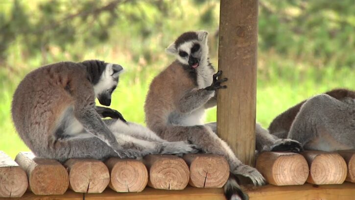 Safari North Wildlife Park in Brainerd