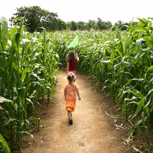 Children walking through Montgomery Orchard corn maze.