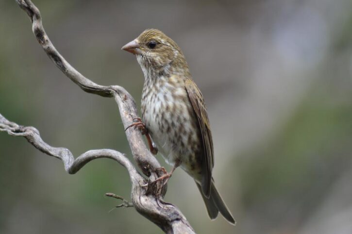 Bird on a branch. 