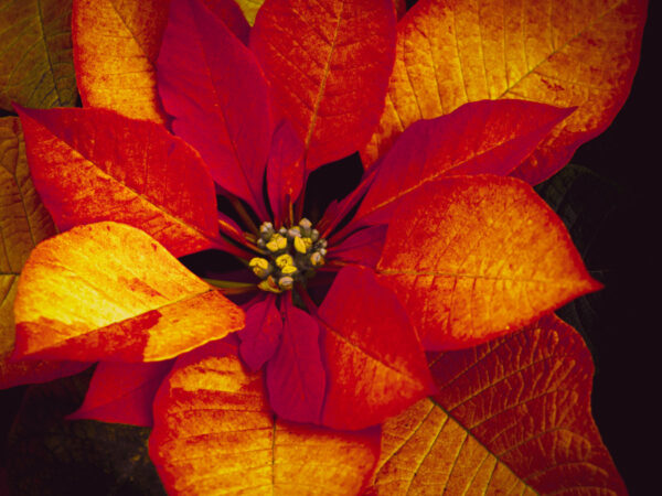 Poinsettia at Como Conservatory Flower Show. 