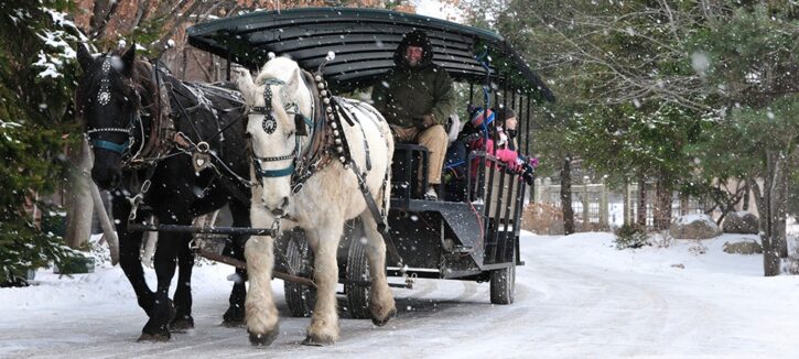 horse drawn carriage at Winter Ice Festival in Edina
