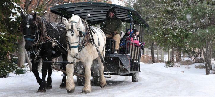 horse drawn carriage at Winter Ice Festival in Edina.