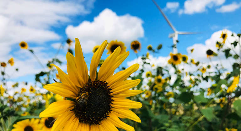 sunflower field with windmill