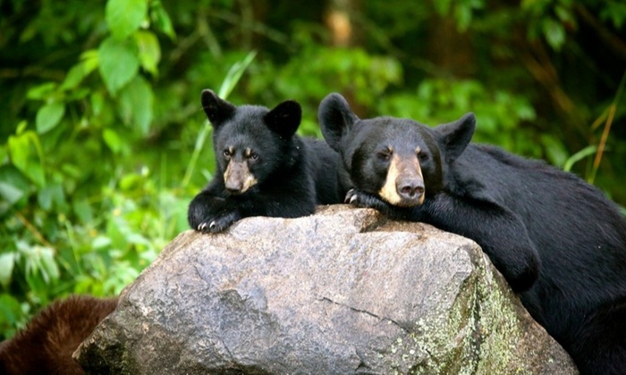 two black bears on rock