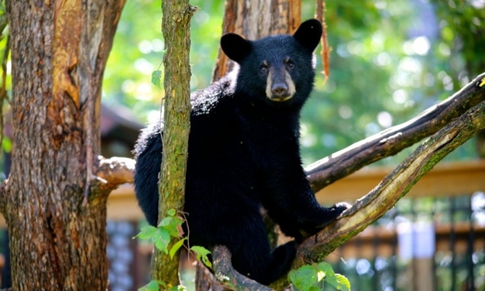 bear at Vince Shute Wildlife Sanctuary in Orr Minnesota