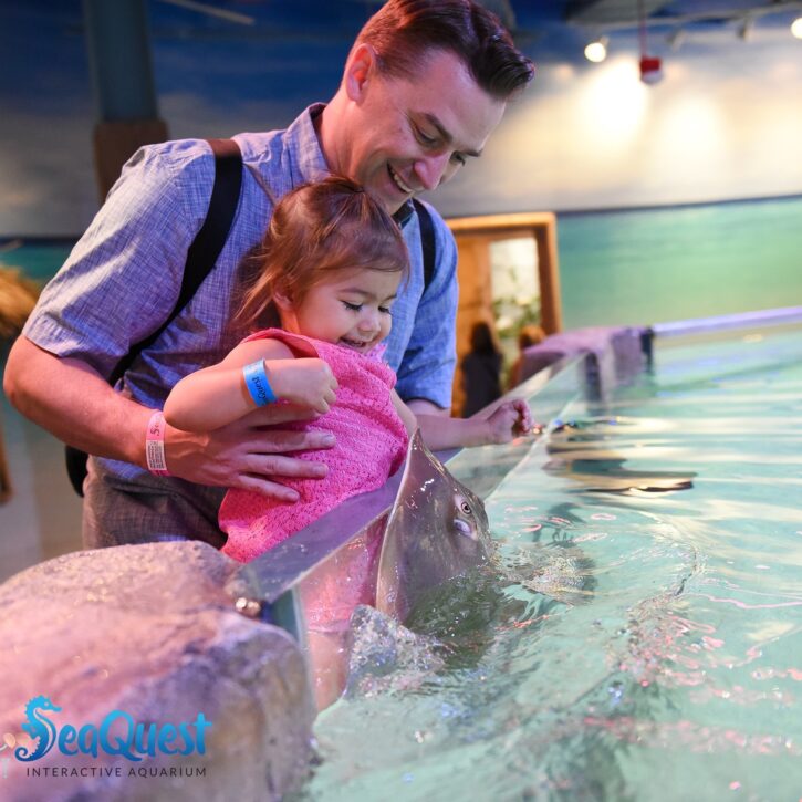 Dad and daughter with stingrays at SeaQuest Roseville