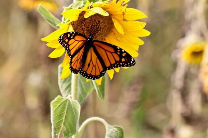 Monarch Butterfly on Sunflower at Fish Sunflowers Fields