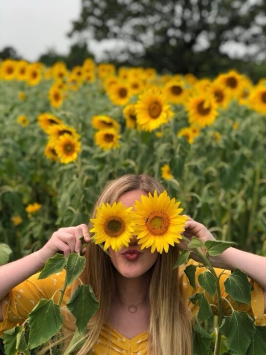 Sunflower Meadow Large Sunflowers White – Andover – Fort Worth Fabric Studio