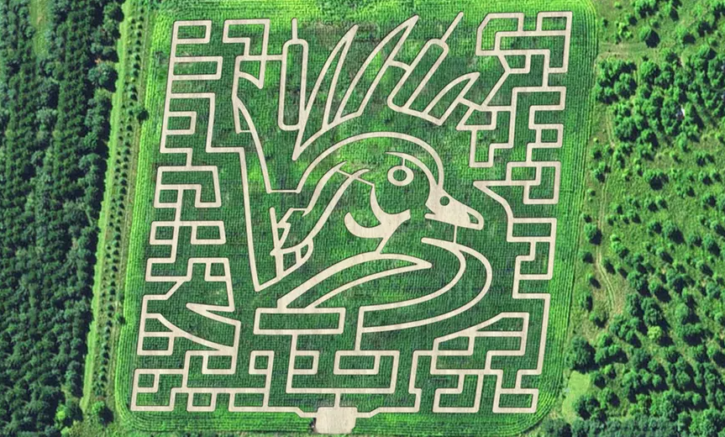 Montgomery Orchard Corn Maze