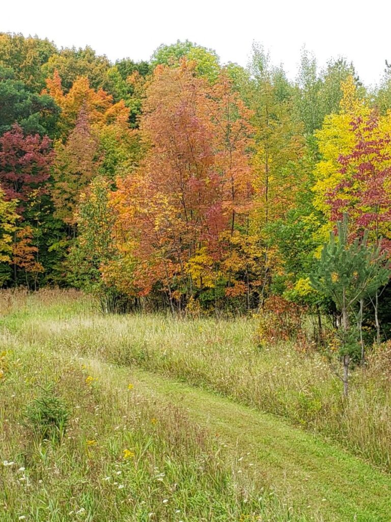Minnesota fall nature hike path