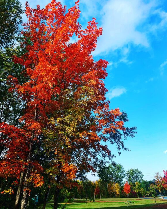 fall leaves at Mississippi Gateway Regional Park