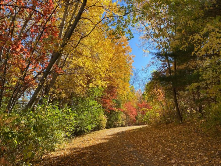 Tamarack Nature Preserve fall walk