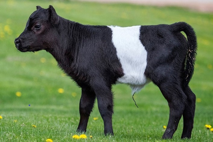 barnyard animal at Farmyard Fun Fair in Lakeville