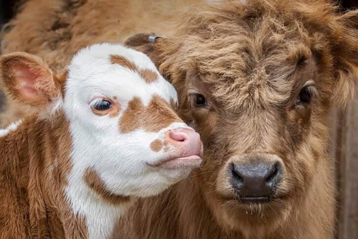 two barnyard animals at Farmyard Fun Fair